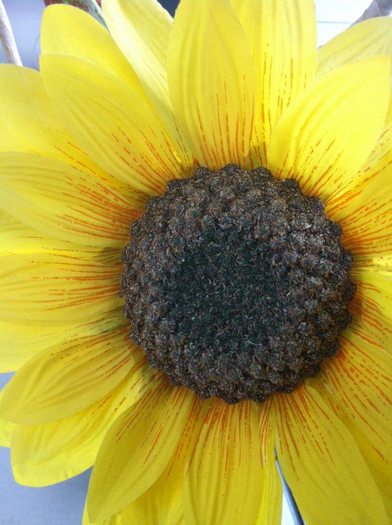 Sonneblume Sonneblume