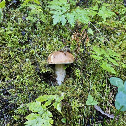 Pilz