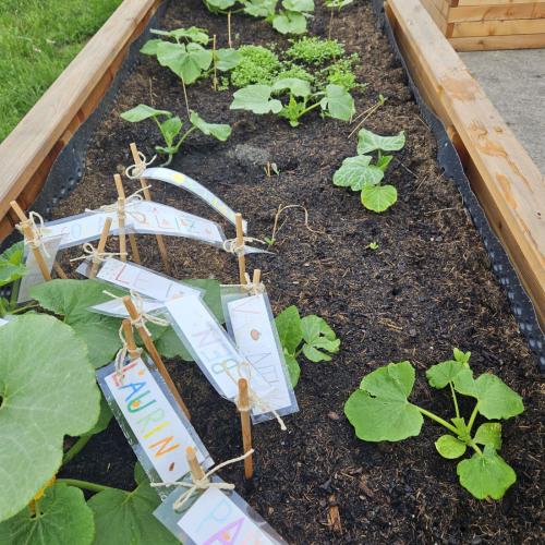 Kürbispflanzen werden gesetzt