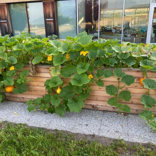 Hochbeet in voller Blüte