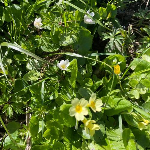 Frühling