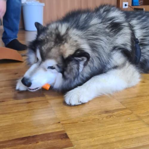 Hund