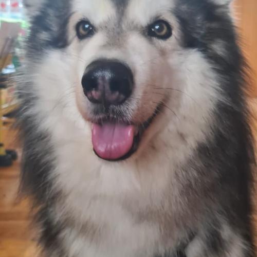 Hund