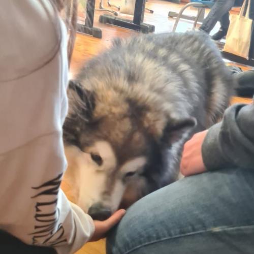 Hund