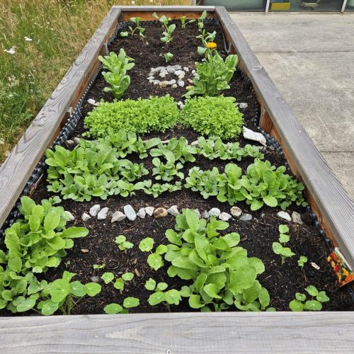 Kohlrabipflanzen