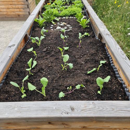 Kohlrabipflanzen